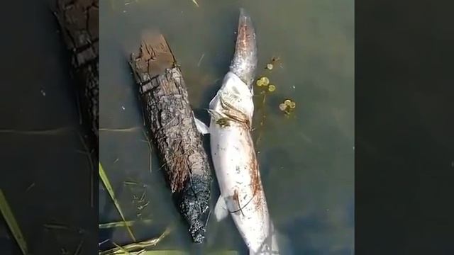 Рыбу щуку видео. Щука проглотила огромную рыбу.
