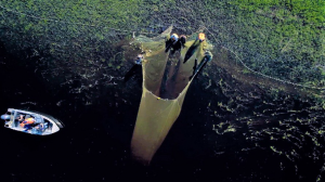 В этом году в реки Обь-Иртышского бассейна выпустят 5 000 000 мальков муксуна