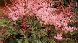 Астильба арендса Делфт Лейс (delft lace) ? обзор: как сажать, саженцы астильбы Делфт Лейс