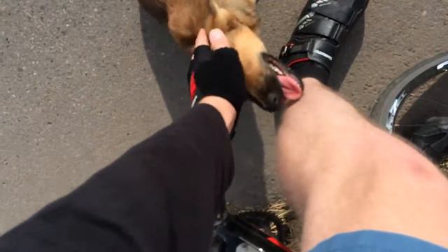Нашел щенка на дороге / Found a puppy on the road смотреть онлайн