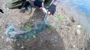 Браконьеры бьют сетями рыбу в нерест г. Новосибирск.