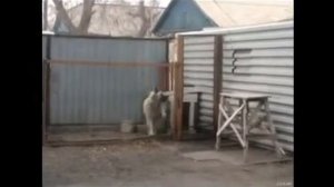 Собака танцевака