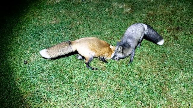 Ночной лисий бой смотреть онлайн