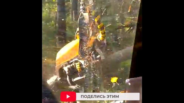 Дорога в лесосеку Лесозаготовительная техника делает лесовозную дорогу