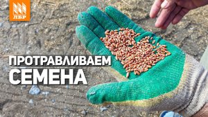 Протравливатель семян ПС-10 в работе