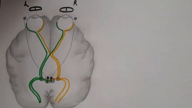 Зрительный путь смотреть онлайн