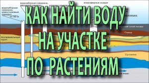 Как найти воду на участке для скважины и колодца ч3  Поиск воды на участке с помощью растений