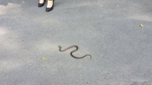 Дальневосточный амурский полоз (part1)