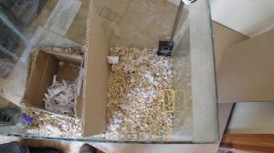 Проверка эффективности воздействия отпугивателя «ГРАД А-550УЗ» на мышей при длительной работе