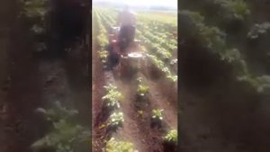 Обработка картофеля "ежами" (прополка).