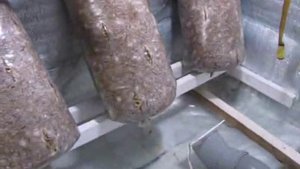 (Вешенка) зарастание грибных блоков