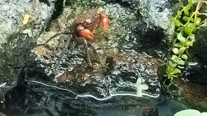 АКВАРИУМНЫЕ КРАБИКИ