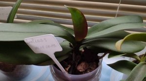 Чем удобрять  орхидею когда она растит цветонос?