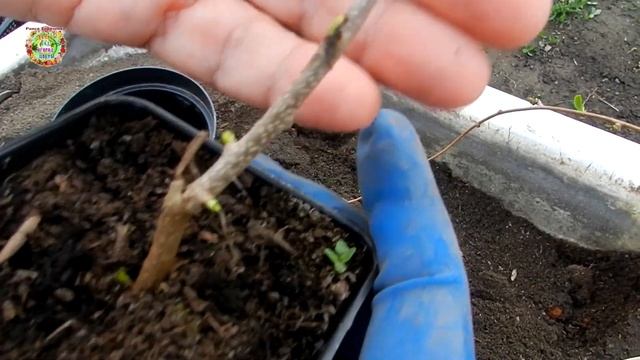 Саженцы из посылки. Что делать дальше?