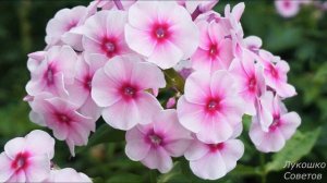 Подкормка Флоксов Весной Ваш Пышный Сад Заметят Все! Уход За Флоксами Весной Лукошко Советов