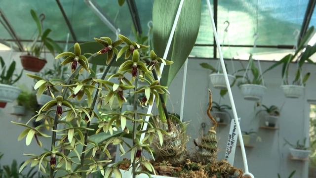 Inobulbum munificum смотреть онлайн