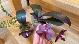 Phal. Salu’s Fragransy