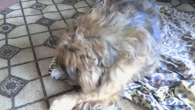 Dog chewing a bone. Собачка грызет косточку, собака кушает смотреть онлайн