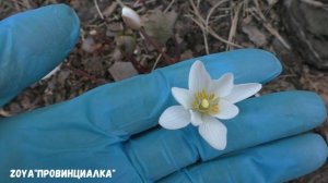 Сангвинария Канадская/ СУПЕР цветок для сада!!! #сангвинария #деревня #весна