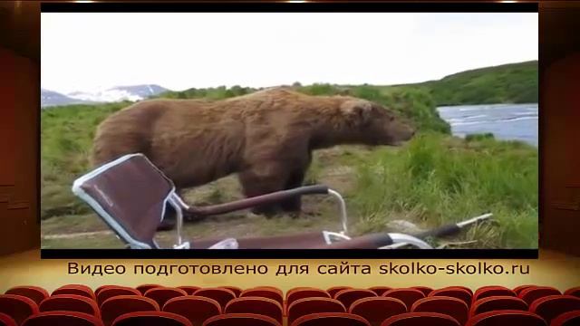 Сколько весит медведь смотреть онлайн