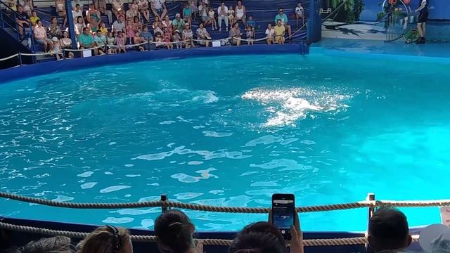 Дельфинарий в Кабардинке смотреть онлайн