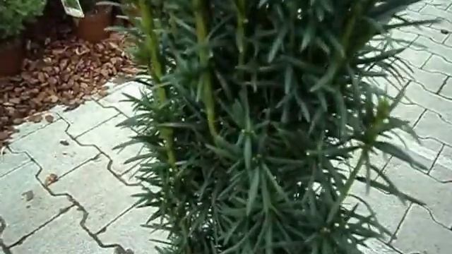 Taxus baccata Fastigiata Sibirica смотреть онлайн
