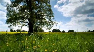 Batyrkhan Shukenov – Cranes/Батырхан Шукенов – Журавли