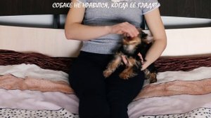 Знаете, как гладить собаку, чтобы ей нравилось? За ушками, по грудной клетке, по бокам и по животик