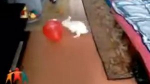 Кролик и шарик