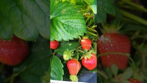 Гигантелла Максим садовая крупноплодная земляника