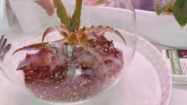 Криптантусы во флорариум или нет ?🤔 смотреть онлайн