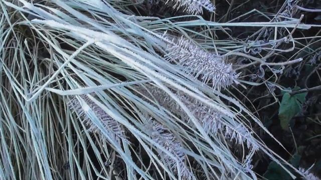 Хрустальная сказка: как выглядит мой сад в заморозки смотреть онлайн