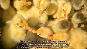 Почему гусята выщипывают пух друг у друга