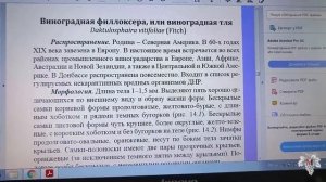 Карантинный ВРЕДИТЕЛЬ ВИНОГРАДА!!! Как выглядит заражение ФИЛЛОКСЕРОЙ