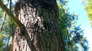 Заселилась борть в лесу.