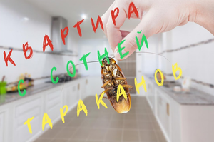 Квартира с тараканами