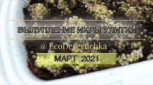 Вылупление малька улитки Экодеревушка 2021г март