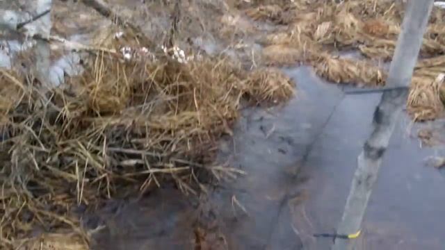 ЛОВЛЯ ЕЛОВЫХ КЛЕСТОВ 2 г.АНГАРСК 17.04.18. смотреть онлайн