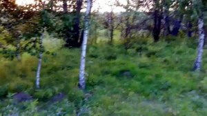 Вечером в лесу  02.08.2024