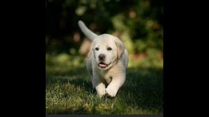 Описание Лабрадора ❤️❤️❤️❤️❤️❤️и Джек-Рассел-терьер❤️🧡💛💚💙💜