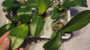 Орхидеи с посылки _ЧëПопало_. Динамика-  Дневник.mp4