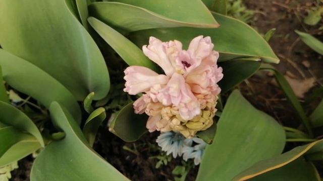 ???Весна в моём саду) ?Цветут гиацинты,пролески, мускари. ??? смотреть онлайн