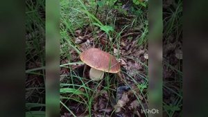 Грибы в Приморском крае