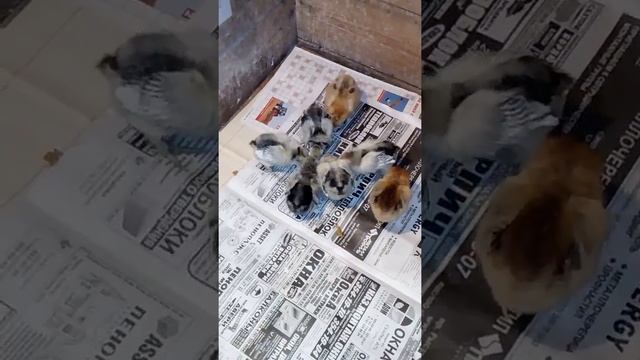 Павловские цыплята смотреть онлайн