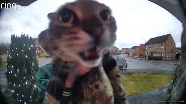 Кот мяукает в камеру с разными звуками смотреть онлайн