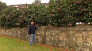 Burke's Backyard, Camellia Japonica Hedge