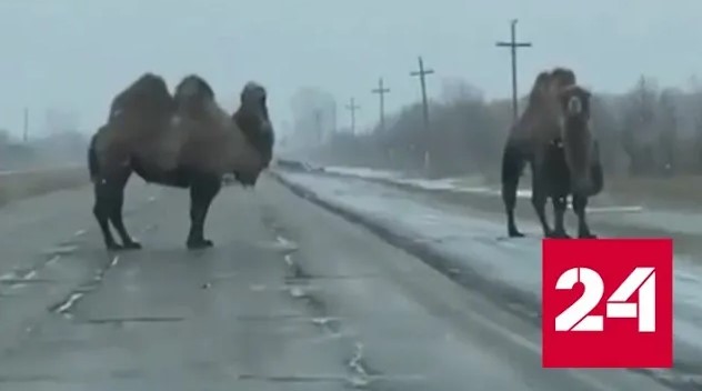 Пара верблюдов перекрыла дорогу в Красноярском крае - Россия 24 