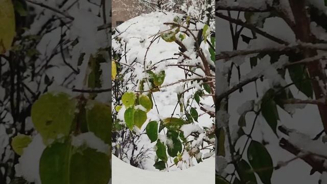 Трофим - я знаю точно, растает лёд (Московская песня) смотреть онлайн