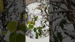 Трофим - я знаю точно, растает лёд (Московская песня)