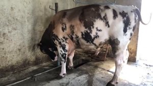 Самый крупный бык породы Голштин в Дагестане 740 кг мясом